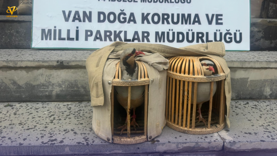 Van’da Kafes Avcılığına Geçit Yok: 1 Kişiye 40 Bin TL Ceza