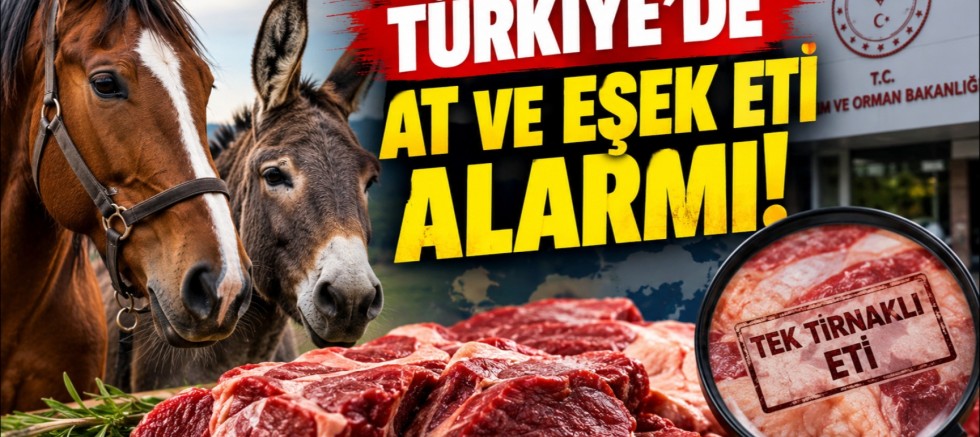 Türkiye’de At ve Eşek Eti Alarmı! Hangi İller Öne Çıkıyor?